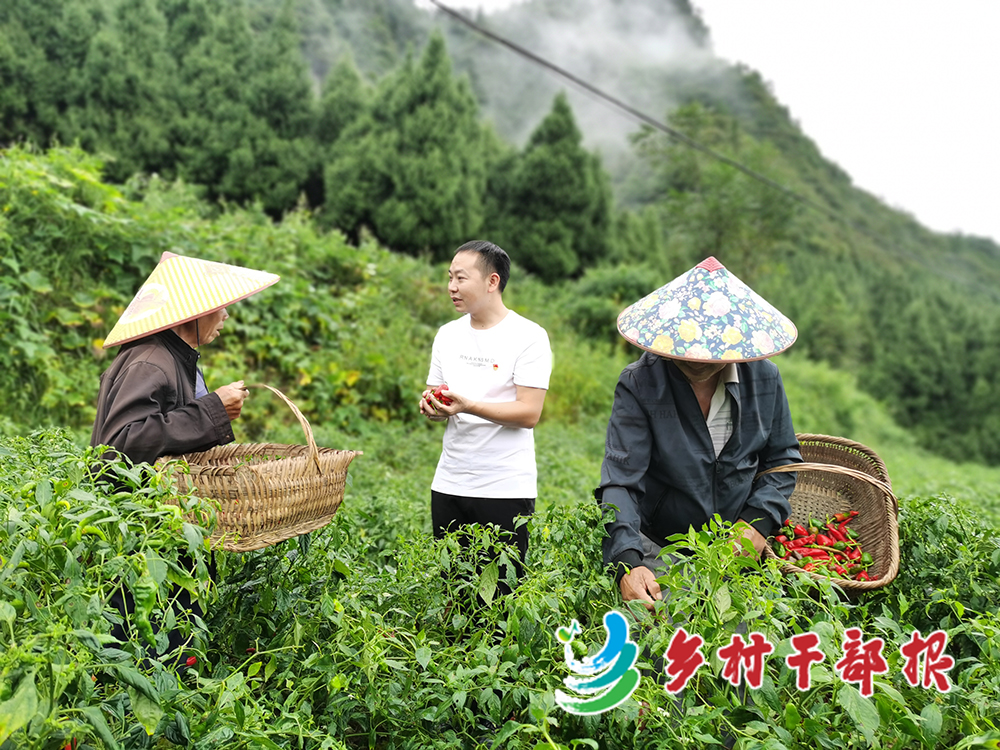 王科（中）在辣椒田了解村民生產情況，幫助村民采摘辣椒。2.jpg