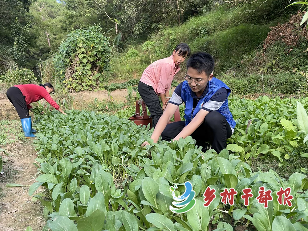 選調生陳浩銘配圖(陳浩銘（右一）幫村民摘菜。2.jpg